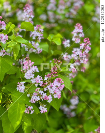 Lilac flowers in full bloom with green leaves and pastel pink purple clusters in a sunny garden Lilac flowers in full bloom with green leaves and pastel pink purple clusters in a sunny garden 132985362