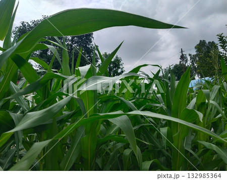Close-up view of green maize plants growing in a field with fresh and healthy corn leaves 132985364