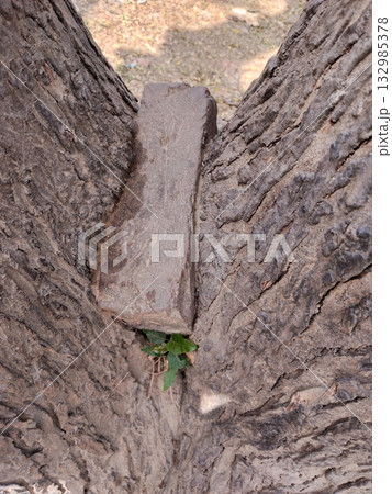 Old brick trapped within V-shaped split of neem tree branches, showcasing years of natural growth enclosing man-made object in Indian rural environment, symbolizing nature's resilience and time 132985378
