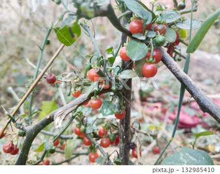 Close-up of a Red Nightshade (Solanum villosum) plant with multiple ripe red berries among green leaves, captured in natural sunlight, representing a wild Indian medicinal herb in full growth 132985410