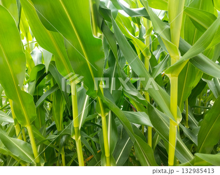 Close-up view of green maize plants growing in a field with fresh and healthy corn leaves Close-up view of green maize plants growing in a field with fresh and healthy corn leaves 132985413