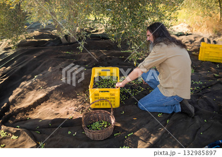 Mature man kneeling on black net under olive tree, sorting olives into yellow crate, copy space 132985897