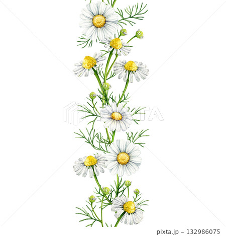 Chamomile herb white flowers seamless border decor element watercolor illustration. Hand drawn matricaria chamomilla medicinal healing natural herb blooming flowers border on white background 132986075