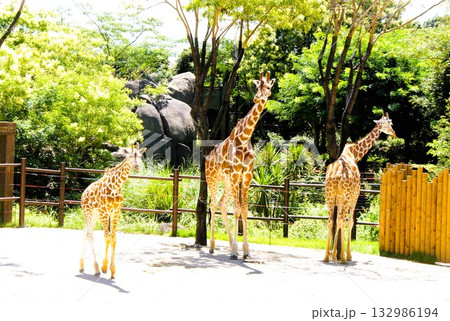 キリンの親子 132986194