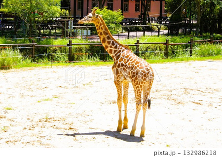 ベビーキリン 132986218