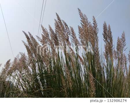 Blooming kans grass (Saccharum spontaneum) with tall feathery plumes in rural Indian field, symbol of seasonal transition and natural grassland beauty, captured in clear sunlight. Blooming kans grass (Saccharum spontaneum) with tall feathery plumes in rural Indian field, symbol of seasonal transition and natural grassland beauty, captured in clear sunlight. 132986274