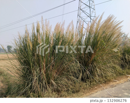 Tall wild grass with blooming white plumes growing densely along rural roadside, symbolizing seasonal change and natural grassland vegetation in India, captured under daylight. 132986276
