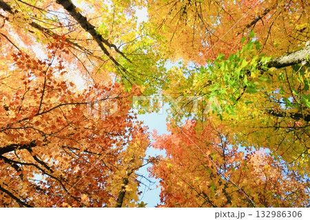 紅葉したモミジ 132986306