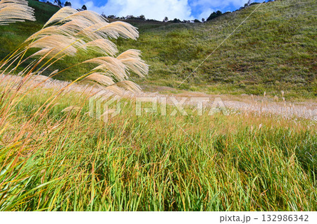 曽爾高原 ススキ 曽爾町 曽爾高原 ススキ 曽爾町 132986342