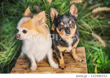 Two black and white Chihuahua dogs in the garden. 132986352