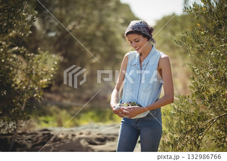 Woman wearing denim top gathering olives and using collection net at olive grove Woman wearing denim top gathering olives and using collection net at olive grove 132986766