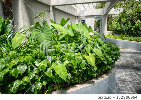 Main entrance in corporate office building decorated with outdoor garden full of green lush plants. Main entrance in corporate office building decorated with outdoor garden full of green lush plants. 132986964