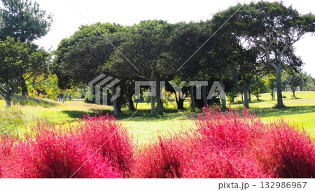 赤くなったコキアのある公園の風景 132986967