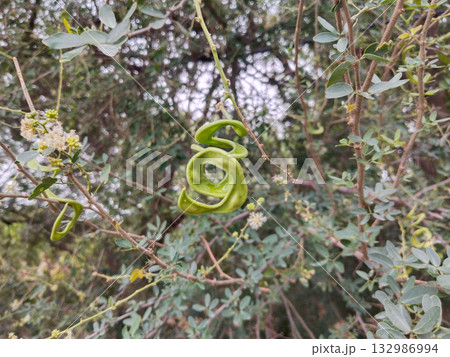 Close-up view of an unripe jungle jalebi (Manila tamarind) fruit on tree branch with curved green pod in sharp focus and rest of the foliage and other pods softly blurred in the background. 132986994