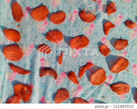 Sun drying large quantity of sliced potato chips spread evenly on cloth in rural India for traditional homemade snack preservation Sun drying large quantity of sliced potato chips spread evenly on cloth in rural India for traditional homemade snack preservation 132987010