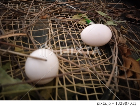 Pigeon eggs laid on badminton racket placed in cluttered scrap heap inside rural home, showing unexpected nesting site and natural adaptation of birds in human living space 132987013