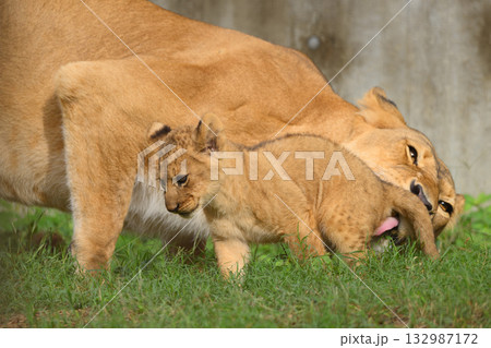 母に尻を舐められるライオンの子 母に尻を舐められるライオンの子 132987172