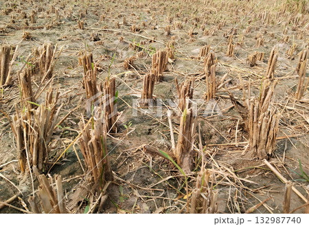 Paddy field after complete harvest showing only dry stubs and roots left on ground, post-harvest rural farmland in India during clear daylight Paddy field after complete harvest showing only dry stubs and roots left on ground, post-harvest rural farmland in India during clear daylight 132987740