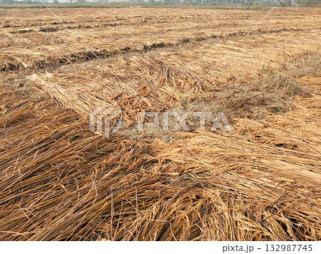 Harvested paddy field with cut rice stalks lying in neat rows on the ground, showcasing rural agriculture and traditional harvesting process in Indian farming landscape 132987745