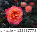 サーモンピンクの一輪の薔薇をクローズアップした秋バラの風景 132987778