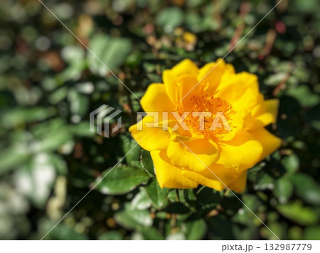 緑の葉と一輪の黄色い薔薇をクローズアップした春バラの風景 緑の葉と一輪の黄色い薔薇をクローズアップした春バラの風景 132987779