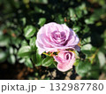 二輪の薄紫のバラと薄ピンクのバラが寄り添う春の花の風景 132987780