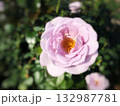 薄紫のバラをクローズアップした春の花の風景 132987781