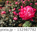 一面に広がる秋のショッキングピンクのバラの風景 132987782