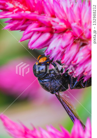 ケイトウの花の蜜を吸うドロバチ ケイトウの花の蜜を吸うドロバチ 132988212