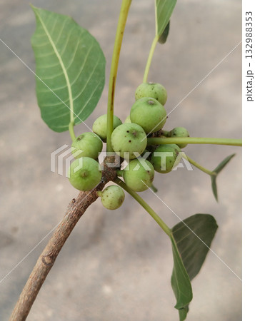 Close-up view of pipal tree fruit attached to its trunk, highlighting the natural texture and detail of the sacred fig fruit in its early stage of growth in natural daylight. 132988353