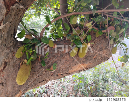 Young jackfruit growing abundantly on jackfruit tree trunk and branches in early stage, showing cluster of small green fruits in tropical farm environment during daylight 132988376