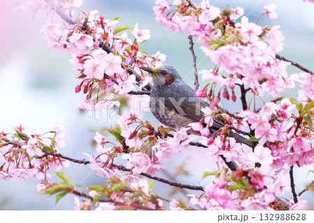 満開の美しい桜とヒヨドリ 132988628