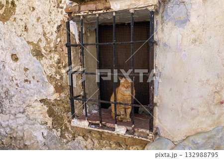 A red cat sits gracefully on the sill of an old window with iron bars in Setenil de las Bodegas, Spain, blending the warmth of feline calm with the rustic charm of Andalusian stone architecture. A red cat sits gracefully on the sill of an old window with iron bars in Setenil de las Bodegas, Spain, blending the warmth of feline calm with the rustic charm of Andalusian stone architecture. 132988795