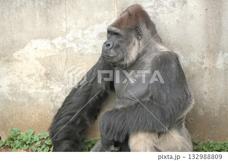 秋の昼下がりに目を閉じて無念無想とは何ぞやと思索するゴリラ 132988809