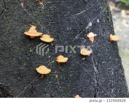 ヒイロタケ(緋色茸) 132988926