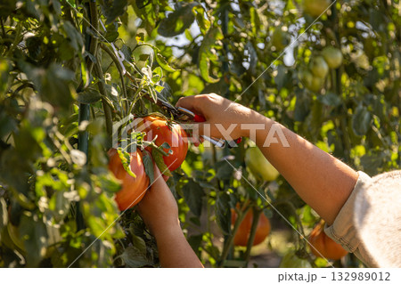 Hands harvesting fresh ripe garden tomatoes 132989012