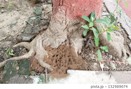 Ant colony mound with multiple entrances at base of tree, exposed roots and fresh soil in park or garden, typical anthill habitat supporting ecosystem and natural soil aeration 132989074