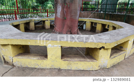 Yellow concrete circular bench built around tree trunk in park, communal shaded seating for visitors, rustic design Yellow concrete circular bench built around tree trunk in park, communal shaded seating for visitors, rustic design 132989081