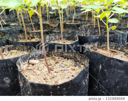 Papaya saplings growing in individual nursery bags, well-managed and healthy plants ideal for fruit gardens and commercial farms, perfect for organic cultivation with fast growth and easy 132989089