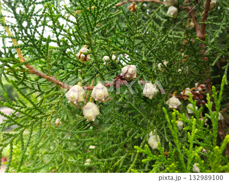 Thuja branch with mature seed cones, Oriental arborvitae plant showing green scaly foliage and round seeds for propagation, fresh seeds ready for home garden planting and germination Thuja branch with mature seed cones, Oriental arborvitae plant showing green scaly foliage and round seeds for propagation, fresh seeds ready for home garden planting and germination 132989100