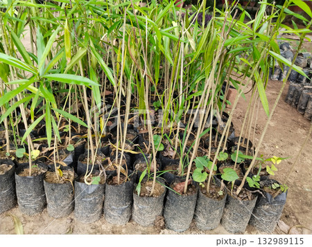 Oleander Kaner Nursery Plants for Sale: Long Green Leaf Ornamental Shrubs in Plastic Bags, Ideal for Landscaping, Gardens, Decorative Fence, Easy Care, Eco-Friendly, Outdoor Beautification, Oleander Kaner Nursery Plants for Sale: Long Green Leaf Ornamental Shrubs in Plastic Bags, Ideal for Landscaping, Gardens, Decorative Fence, Easy Care, Eco-Friendly, Outdoor Beautification, 132989115