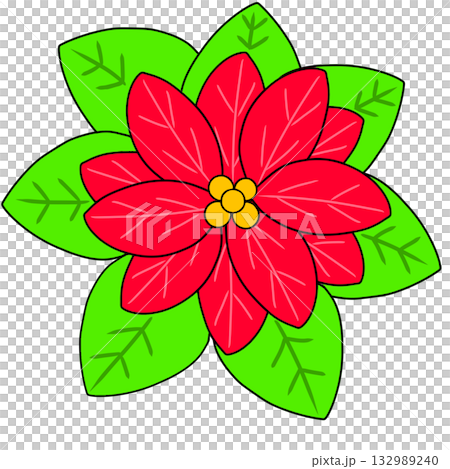 poinsettia flower 132989240