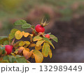 Rosehip berries on branch closeup. Wild rosehips in fall nature, Autumn scene dog rose berries 132989449