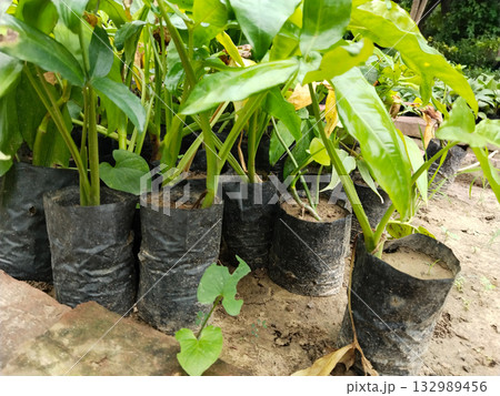 grow bags with plant in nursery 132989456