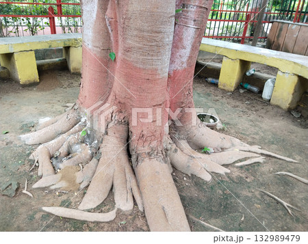 Yellow concrete circular bench built around tree trunk in park, communal shaded seating for visitors, rustic design 132989479