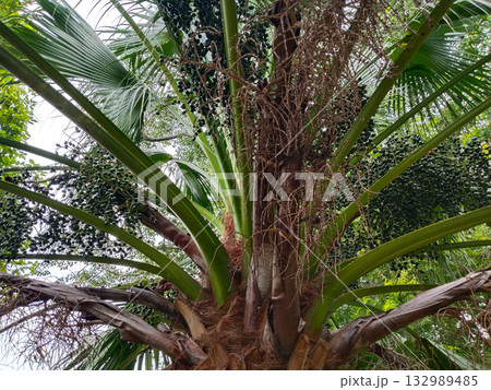 Tropical palm tree with clusters of seeds and large green fronds, robust seed-producing tree in lush outdoor environment 132989485