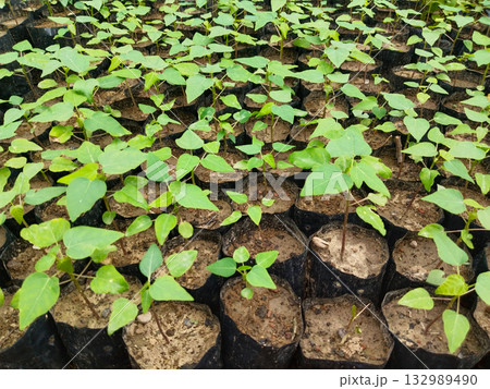 Papaya saplings growing in individual nursery bags, well-managed and healthy plants ideal for fruit gardens and commercial farms, perfect for organic cultivation with fast growth and easy 132989490