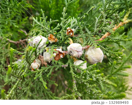 Thuja branch with mature seed cones, Oriental arborvitae plant showing green scaly foliage and round seeds for propagation, fresh seeds ready for home garden planting and germination Thuja branch with mature seed cones, Oriental arborvitae plant showing green scaly foliage and round seeds for propagation, fresh seeds ready for home garden planting and germination 132989493