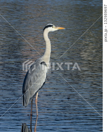 川に佇むアオサギ 川に佇むアオサギ 132989697