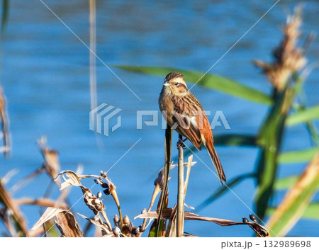 葦の先端に留まるホオジロのメス 132989698
